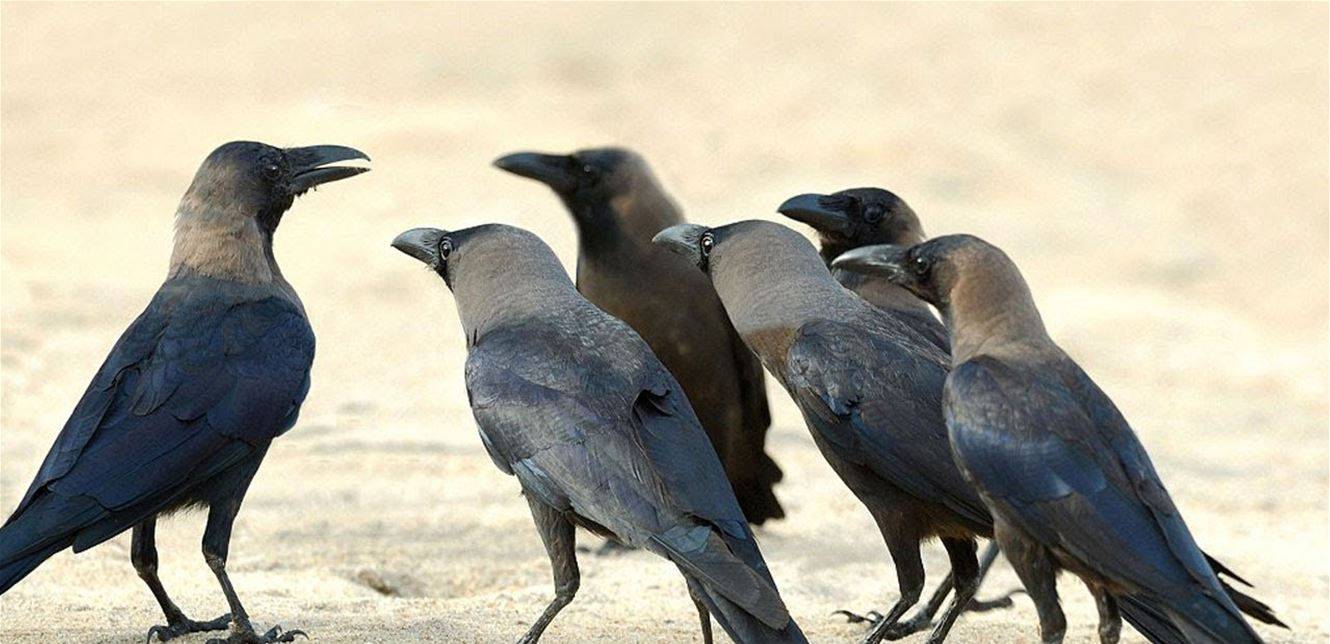 الغربان توجه تحذيرات إلى بعضها لتحديد البشر الخطرين عليهم