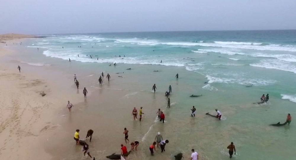 بالفيديو... عشرات الدلافين تنفق على شواطئ المحيط الأطلسي