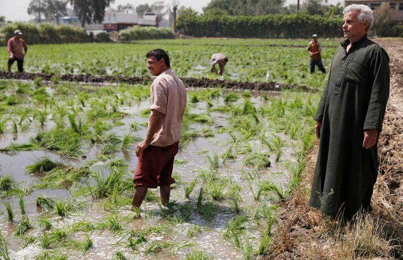 مسؤول: مصر ستنتج 4 ملايين طن من الأرز الأبيض في موسم 2019