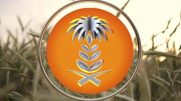 السعودية تطرح مناقصة لإستيراد 595 ألف طن قمح