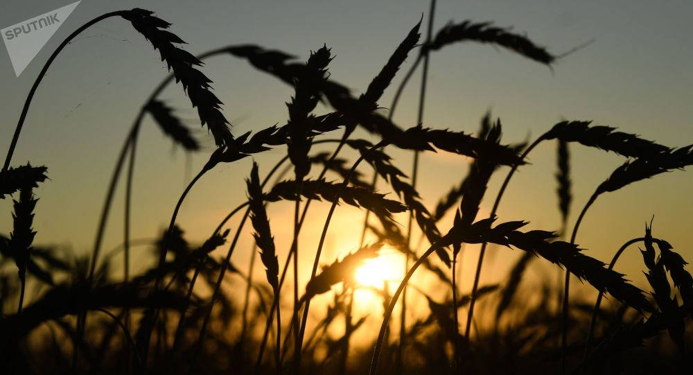روسيا ترسل 100 ألف طن من الحبوب إلى سوريا