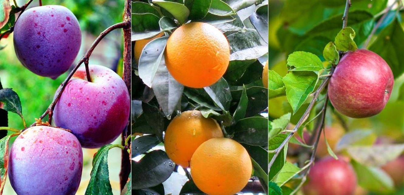 هذه الأطعمة تساعد على علاج الإمساك