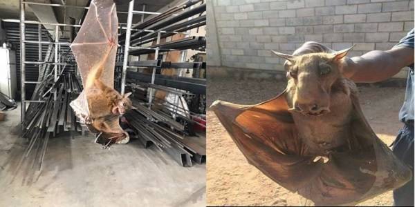 ما صحة وجود خفافيش طول أجنحتها 4 أمتار في قضاء عاليه؟