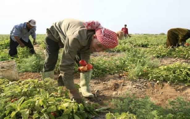 مزارعون يتخوّفون من توقّف التصدير عبر الأردن