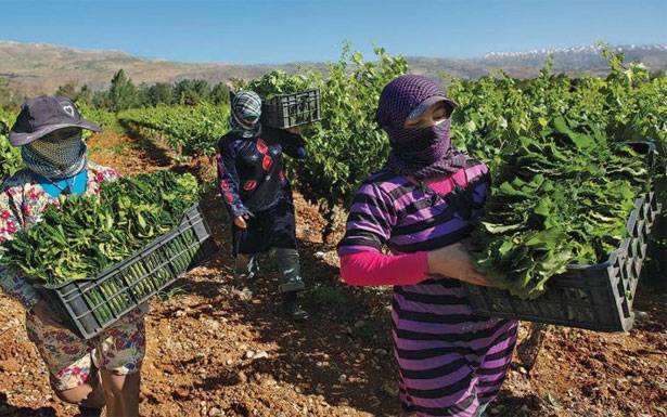 «الزراعة» : لنشر اسماءالمستفيدين من الدعم