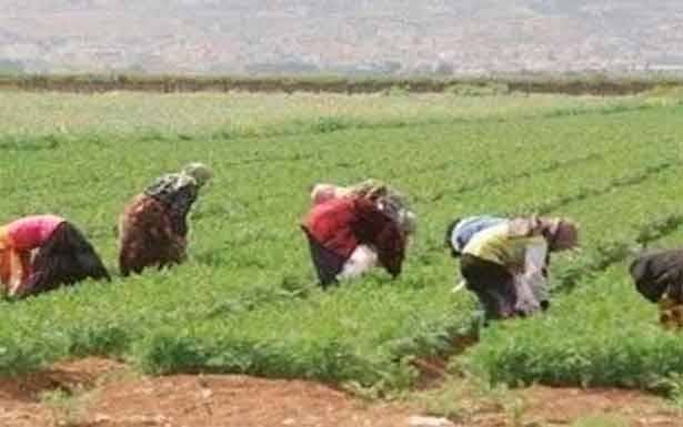 «الهيئات الزراعية» تُناشد «لإصدار قرار إستثناء»