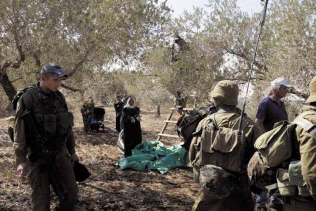 مستوطنون ينفذون 15 اعتداء بحق قاطفي زيتون فلسطينيين خلال أسبوع