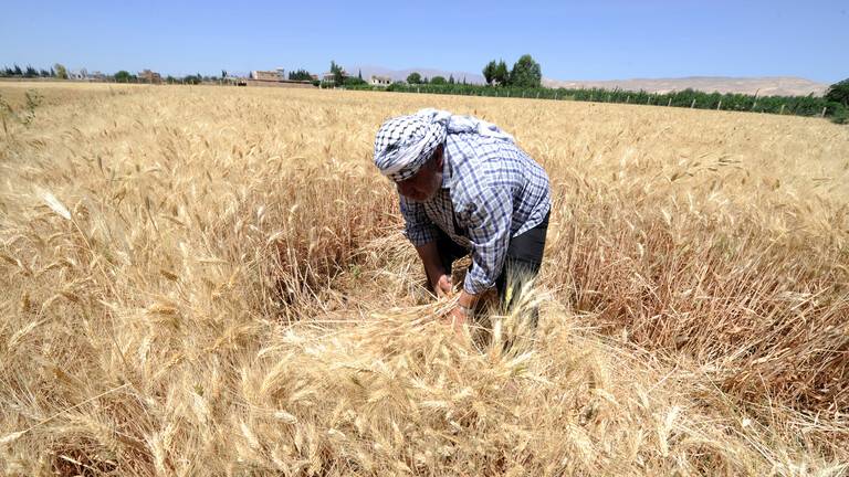 رئيس الوزراء السوري: كمية القمح المشتراة لا تكفي سوى لشهر ونصف