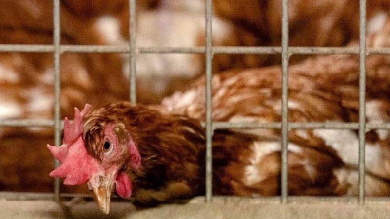 إنفلونزا الطيور: إعدام مئات الآلاف من الدواجن في هولندا وألمانيا خشية تفشي المرض
