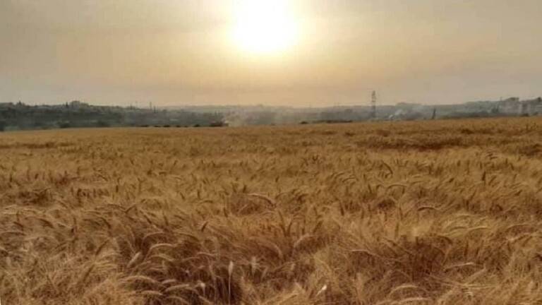 "في الحديقة أو البستان".. وزير الزراعة السوري يدعو إلى زراعة "كل متر" في البلاد