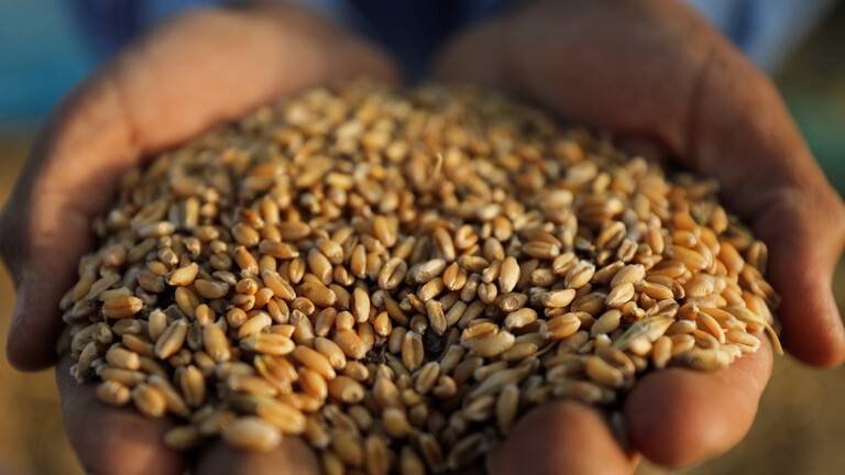 مصر تشتري آلاف الأطنان من القمح الروسي