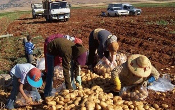 وفد تجمع مزارعي البقاع: شمول القطاع بالاقفال يوصل الى كارثة