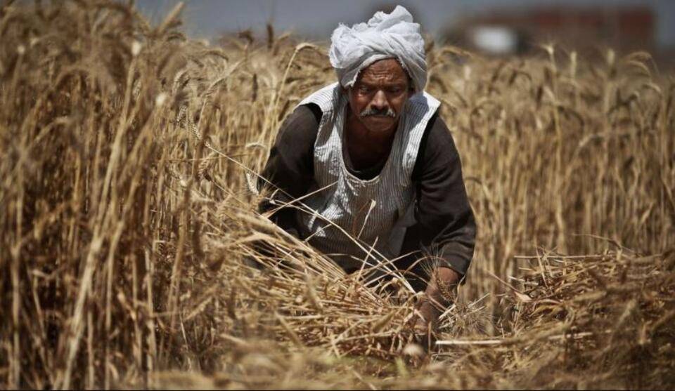 الحكومة المصرية تستهدف زراعة 3.5 مليون فدان قمحا الموسم الحالي