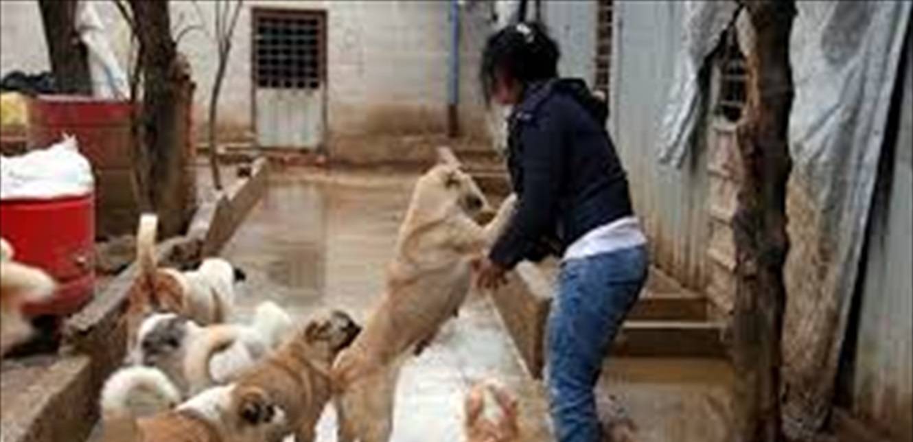 عاشقة حيوانات سورية تنقذ أكثر من 3 آلاف كلب