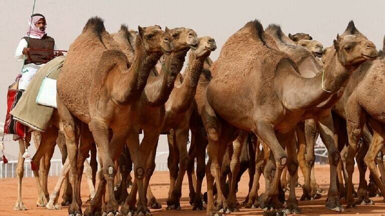 السعودية.. القبض على المتورطين بإطلاق النار في مهرجان الملك عبد العزيز للإبل