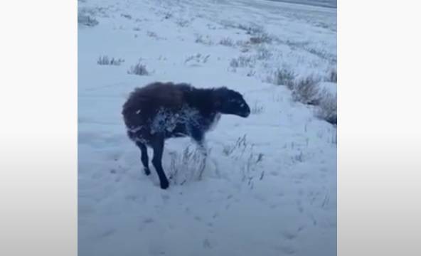 فيديو صادم-  الحيوانات تتجمّد في كازاخستان من شدّة البرد