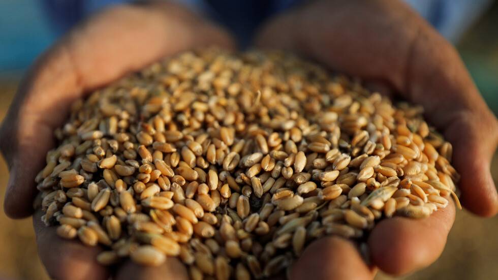 صادرات الحبوب الروسية تسجل ارتفاعا تاريخيا