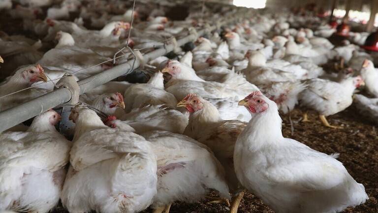 محافظة صلاح الدين تشكل غرفة عمليات للسيطرة على انفلونزا الطيور