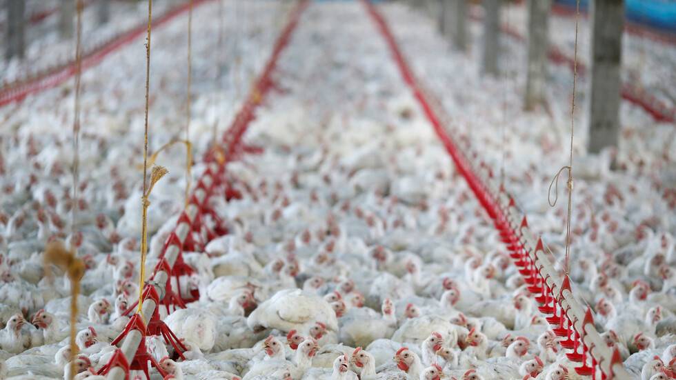 السعودية.. سليمان الراجحي يتصدر "غوغل" بسبب طاقم مصنع دواجن (فيديو)