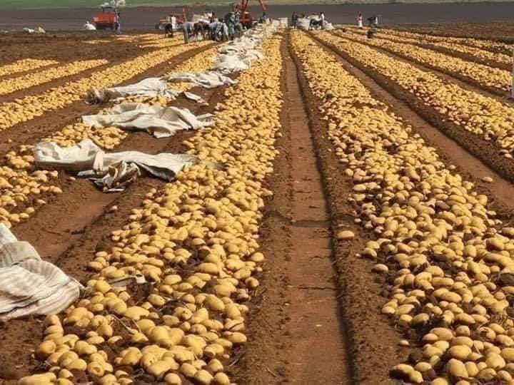 نقابة مزارعي البطاطا بقاعاً شكرت مرتضى...والسبب؟