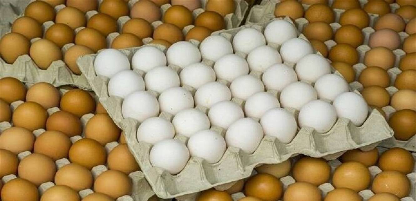 هل حجم ولون البيض يؤثران في نوعيته؟