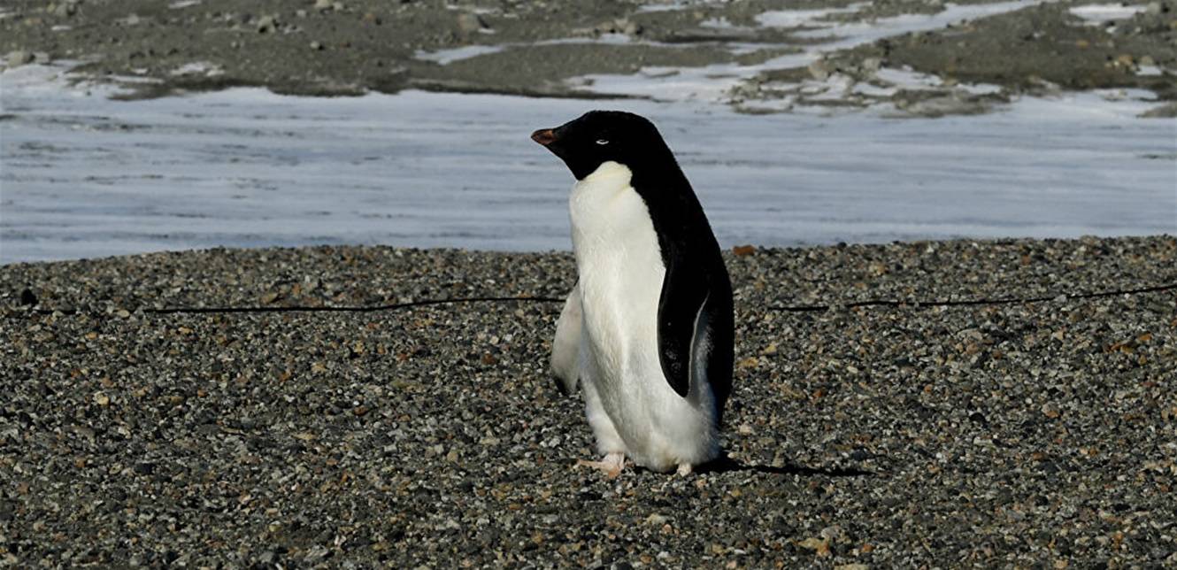 بطريق أصفر اللون يذهل العالم.. ما السبب؟ (صور)