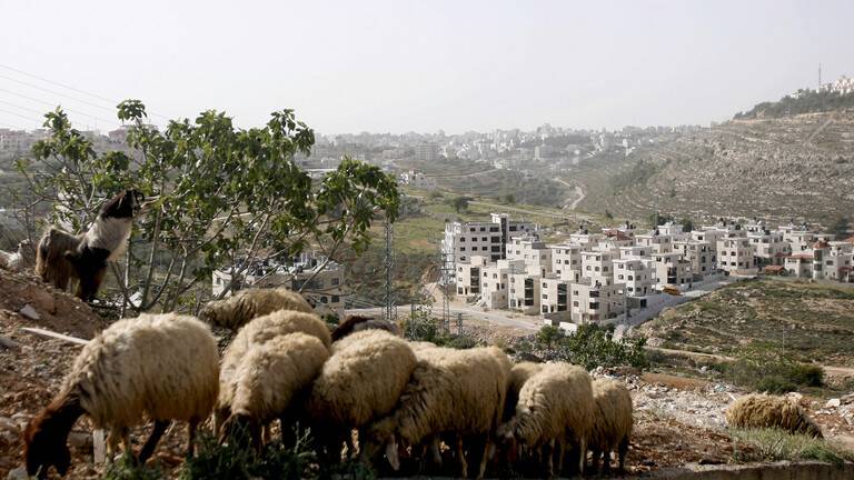 مستوطن يدهس قطيع أغنام والشرطة الإسرائيلية تطالب مالك القطيع الفلسطيني بتصليح السيارة!