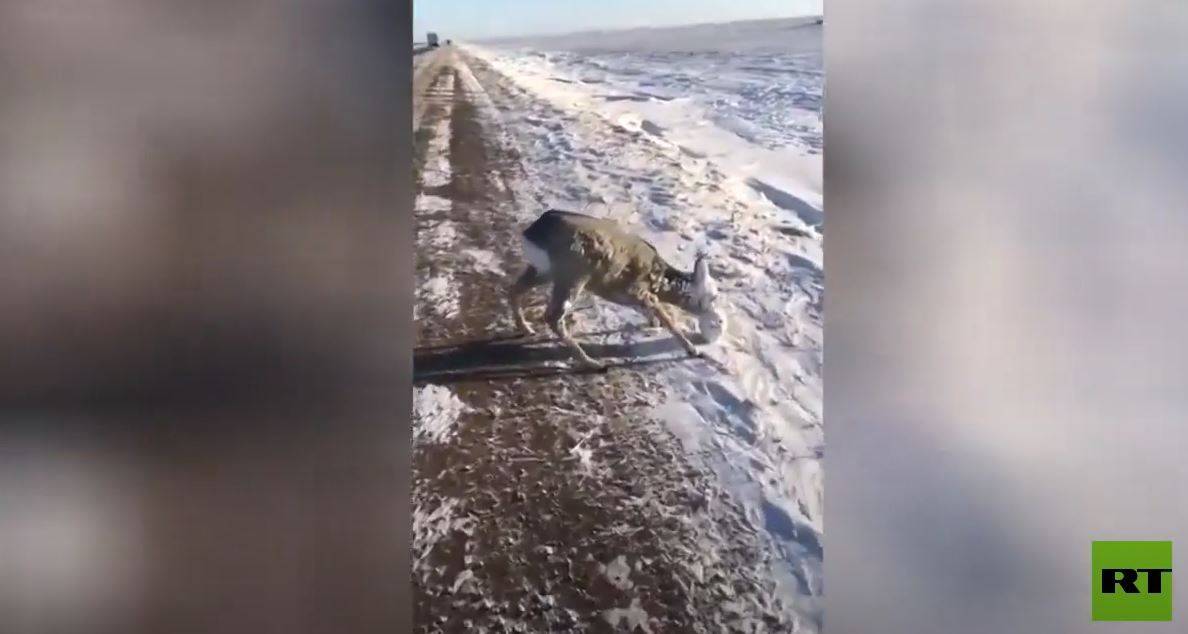 شاهدوا كيف تمّ إنقاذ غزال مغطّى بقشرة جليدية