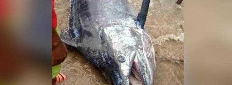 اصطاد سمكة قيمتها 2.6 مليون دولار والتهمها مع أصدقائه