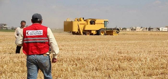 قطر تتجه نحو انتاج 5 آلاف طن من القمح