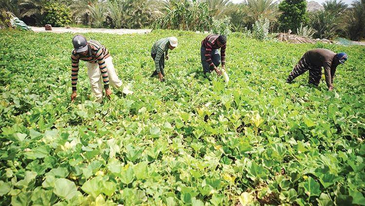 وزير الزراعة يُحذّر عبر «الديار»:ارتفاع سعر الدولار يُهدّد القطاع والمزارعين في لبنان!