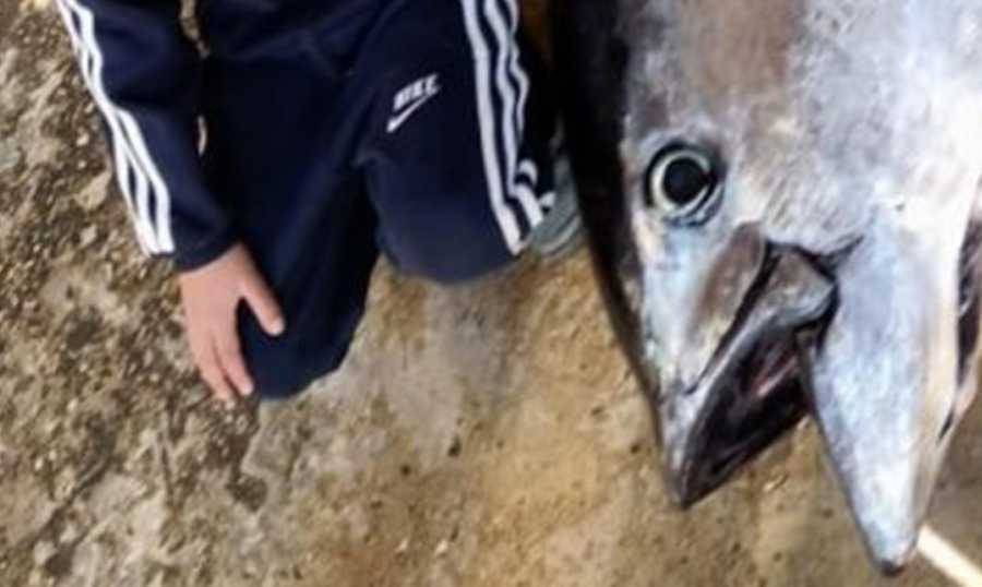 في عكّار.. بيع سمكة بسعر قارب الـ 3 ملايين ليرة
