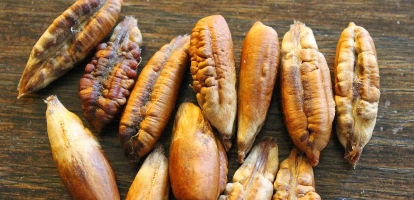 نواة التمر.. غذاء مفيد و