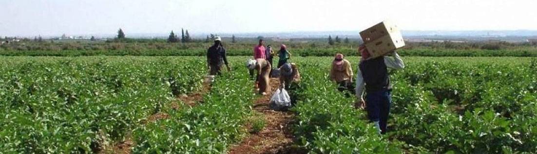 مرتضى : دعم القطاع الزراعي موجود