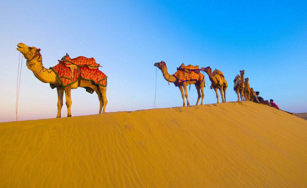 تحذيرات من جائحة جديدة مصدرها الجمال