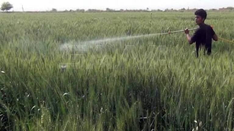 ما حقيقة غزو "أسراب جراد" حقول القمح في بعض المناطق السورية؟
