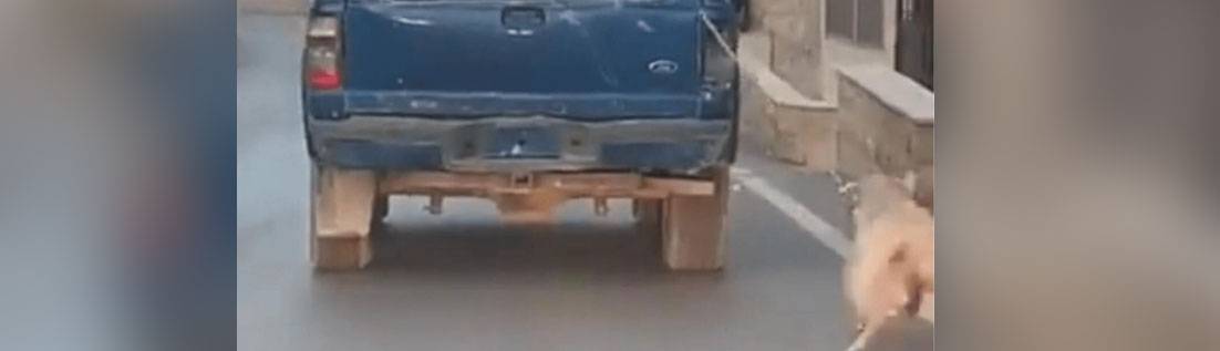 لو استطاعت الحيوانات الكلام.. لبكى البشر والحجر!