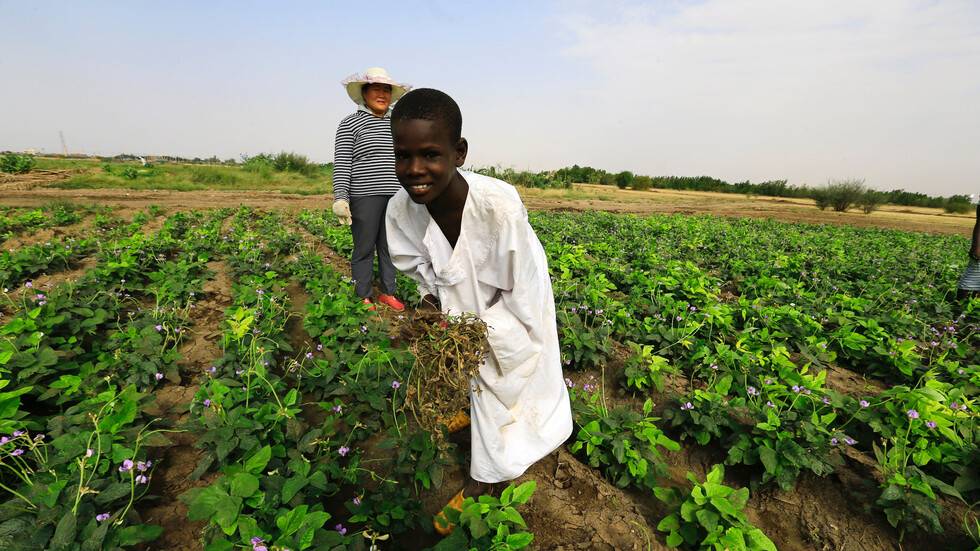 تأسيس شركة مصرية - سودانية ضخمة للإنتاج الزراعي والحيواني