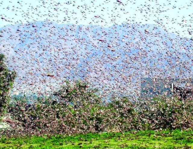مصلحة الأبحاث الزراعية: احتمال وصول الجراد إلى لبنان صعب حاليا