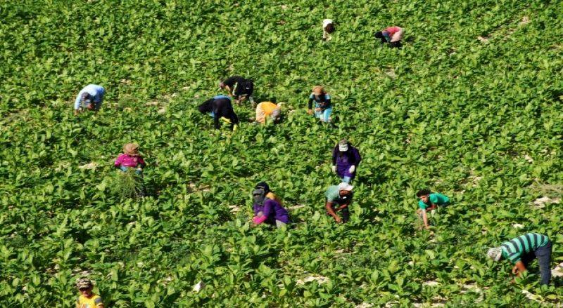 زراعة التبغ بدأت في الجنوب... ارتفاع في التكلفة ومناشدات للدعم!