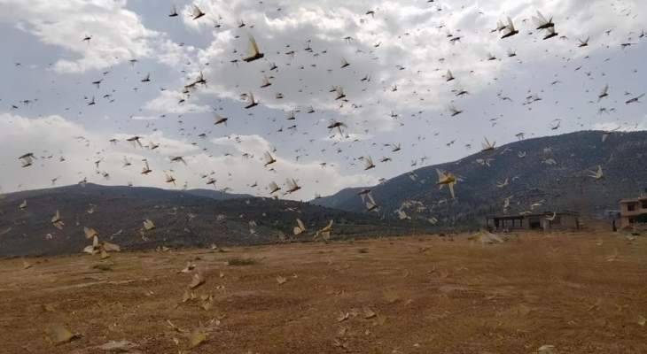 أسراب من الجراد اجتاحت بلدة القصر الحدودية بالهرمل وانتشرت في بساتينها