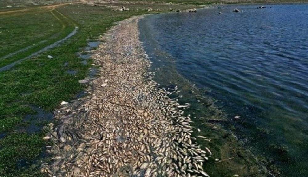 المشـــكــلـــة مستجدة وليــــست جـــديــدة... كــارثـــــة القــرعــــون قابـــلــــة للـــعــدوى