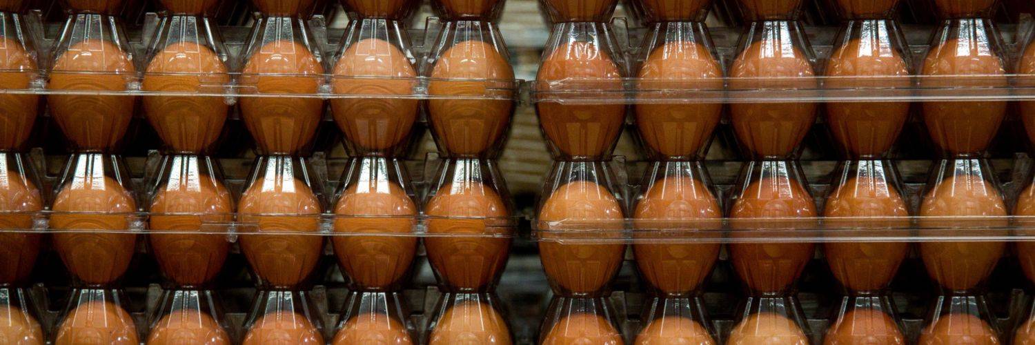 بسبب نقص صناديق التعبئة.. البيض على قائمة الانتظار في المزارع الأمريكية