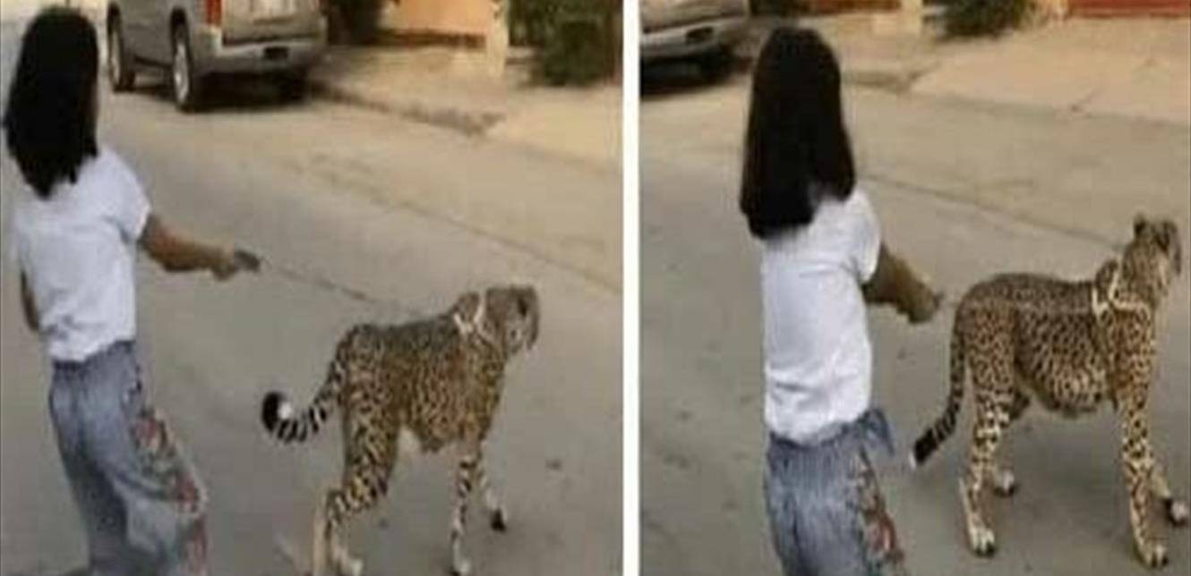 طفلة تتجوّل برفقة حيوان مفترس في الشارع.. والسلطات تتحرّك! (فيديو)