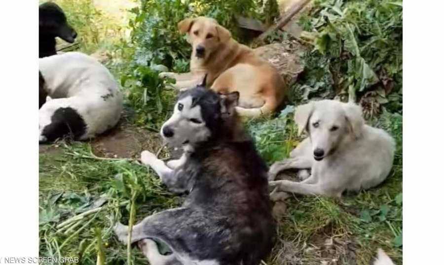 بعد أن كانت مدللة مرفهة... أزمة لبنان تعصف بالكلاب وتشردها