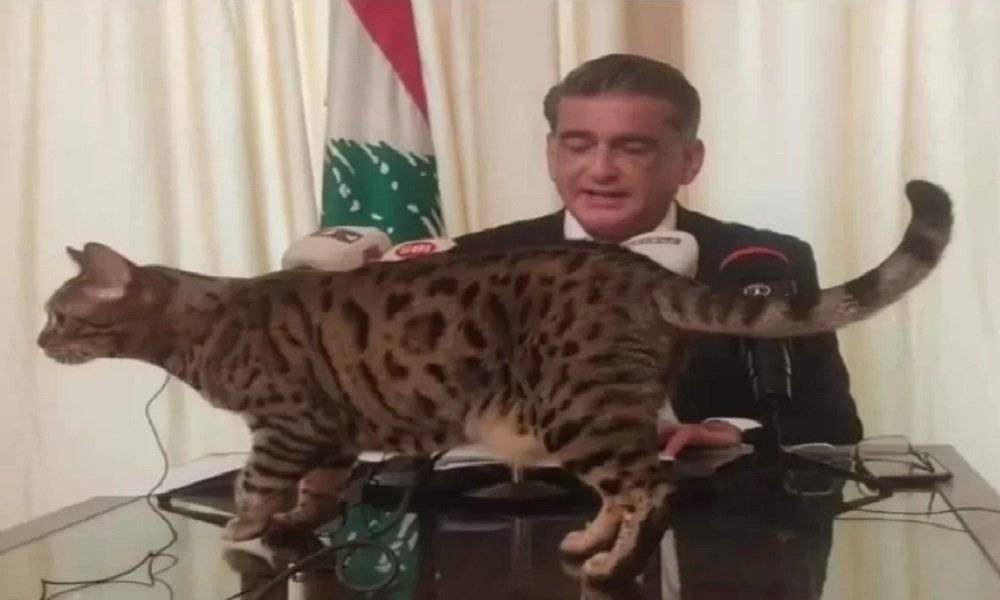 هرّة تقتحم المؤتمر الصحافي لمصباح الأحدب.. شاهدوا ردّة فعله