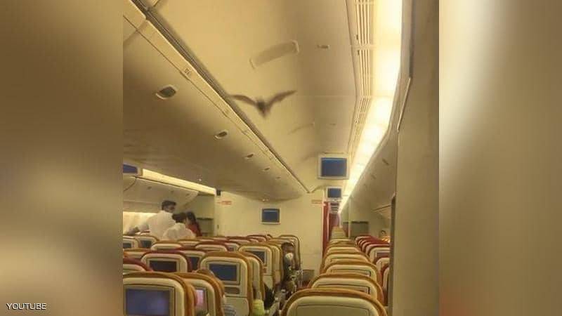 خفاش يثير الذعر في طائرة هندية ويجبرها على العودة
