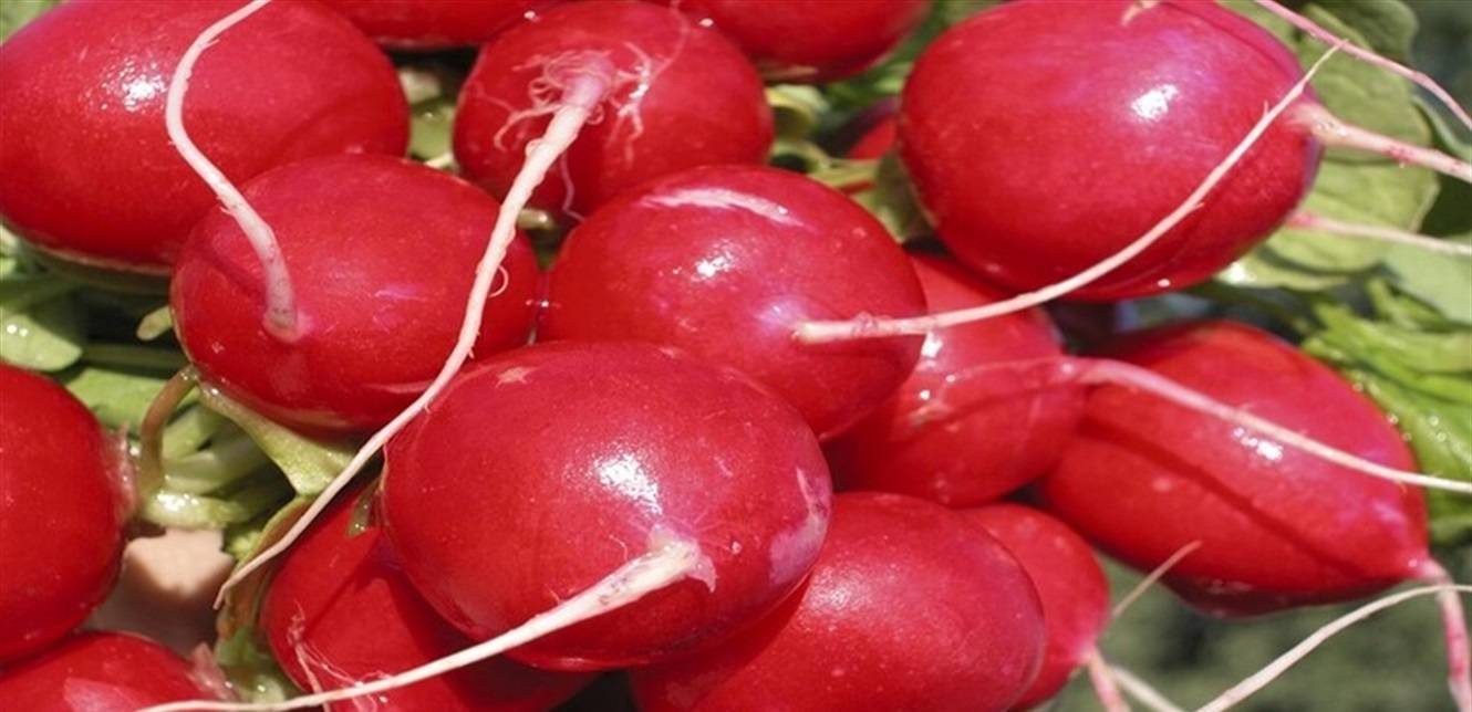 خبير تغذية يوضّح من عليه الامتناع عن تناول الفجل
