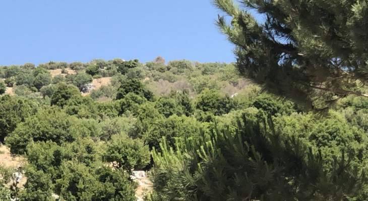دعوة لمكافحة انتشار حشرة جاذوب السنديان في قرى راشيا