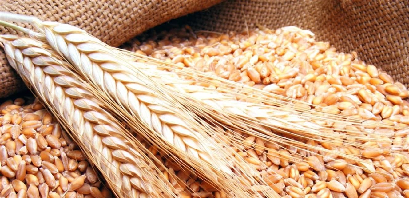 أسعار القمح العالمية الى تحسن؟